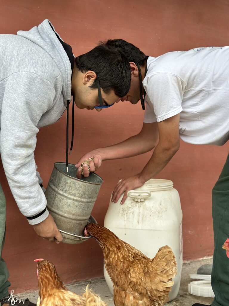 jeune nourrit les poules dans le nouveau poulailler grâce au soutien de la fondation carrefour